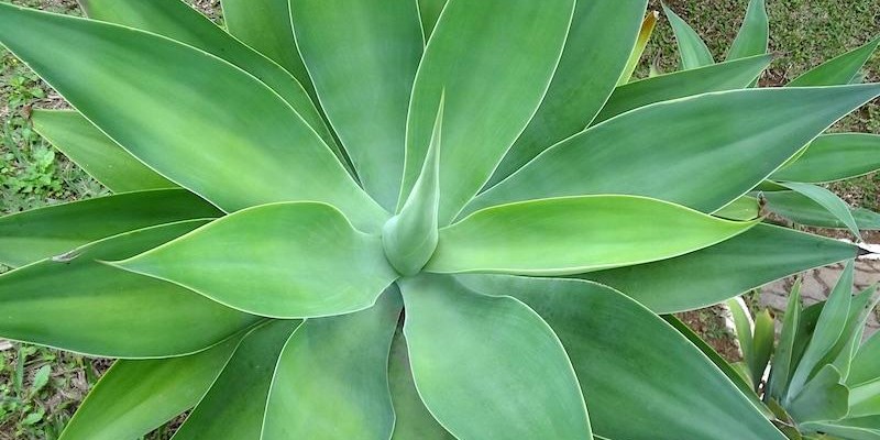 fornecedores/2019/03/agave-dragao.jpg