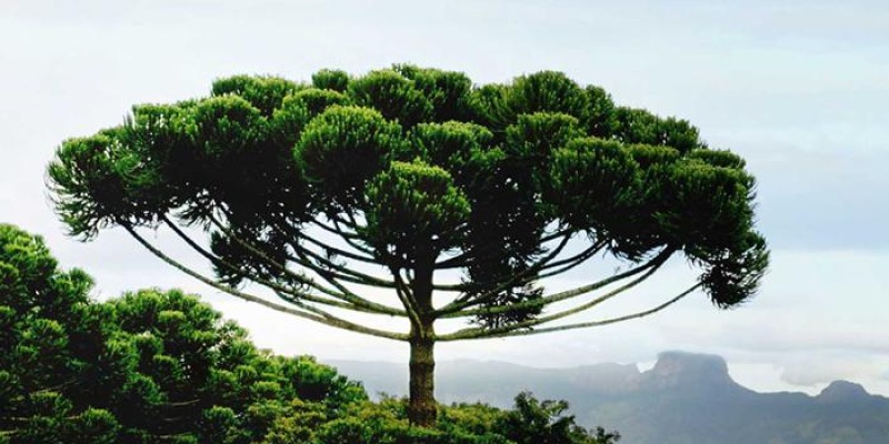 fornecedores/2019/03/araucaria.jpg