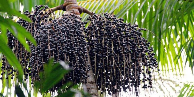 fornecedores/2019/04/acai.jpg