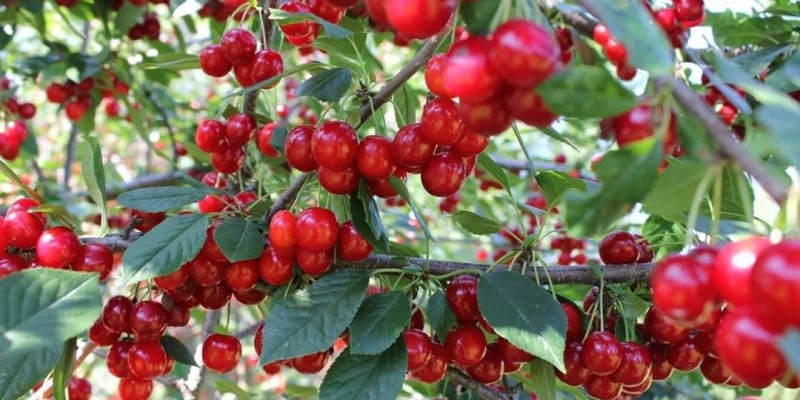 fornecedores/2019/04/acerola.jpg