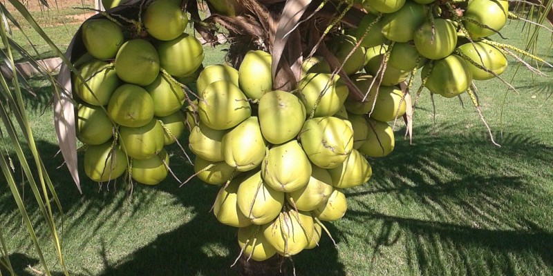 fornecedores/2019/04/coco-anao.jpg