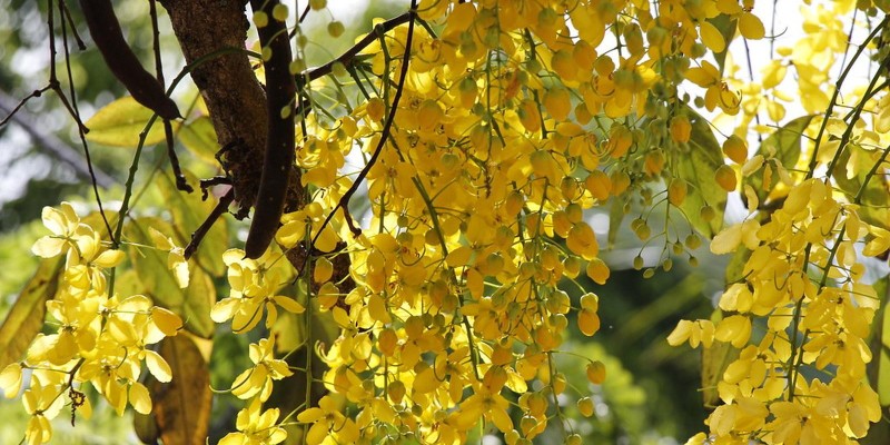 fornecedores/2019/06/acacia-amarela.jpg