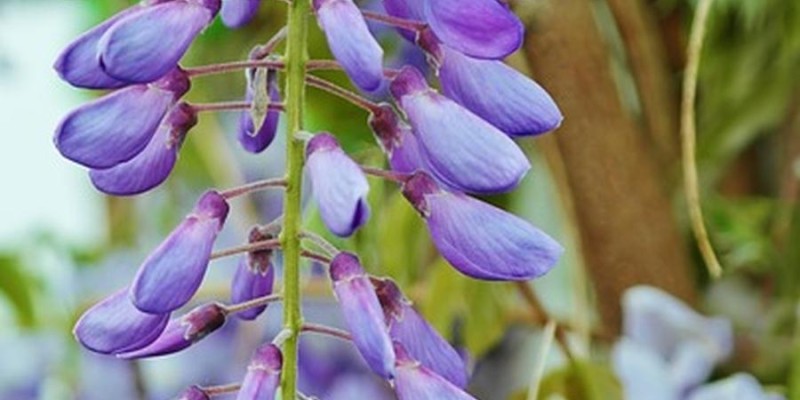 fornecedores/2019/06/acacia-roxa.jpg