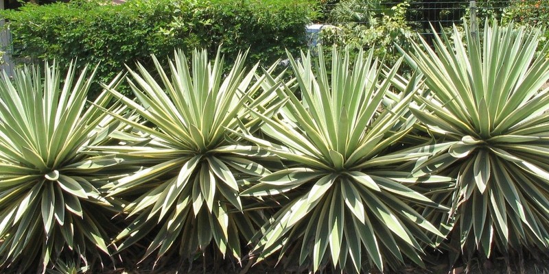 fornecedores/2019/06/agave-piteira-do-caribe.jpg