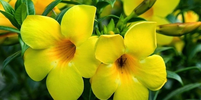 fornecedores/2019/06/alamanda-amarela.jpg