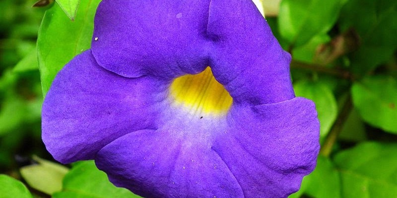 fornecedores/2019/06/alamanda-roxa.jpg