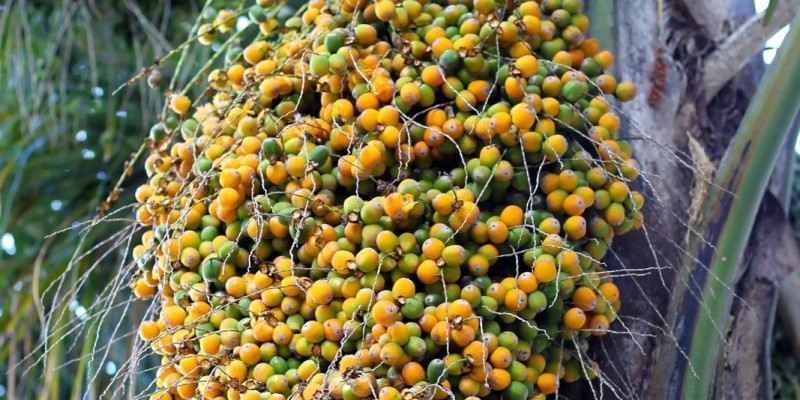 fornecedores/2019/06/butia.jpg