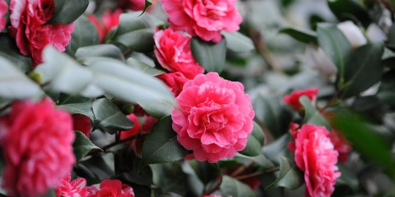 fornecedores/2019/06/camelia.jpg