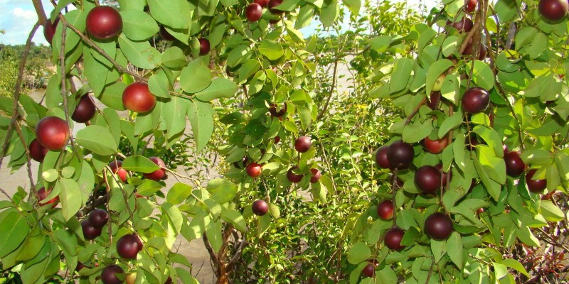 fornecedores/2019/06/camu-camu.jpg