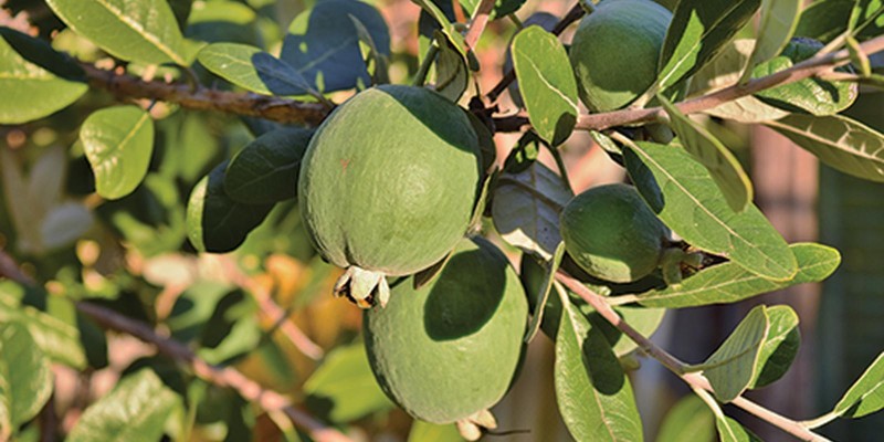 fornecedores/2019/06/feijoa.jpg