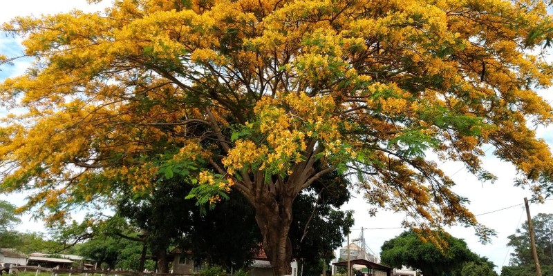 fornecedores/2019/06/flamboyant-amarelo.jpg