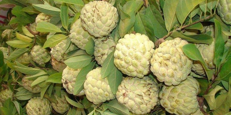 fornecedores/2019/06/fruta-do-conde.jpg