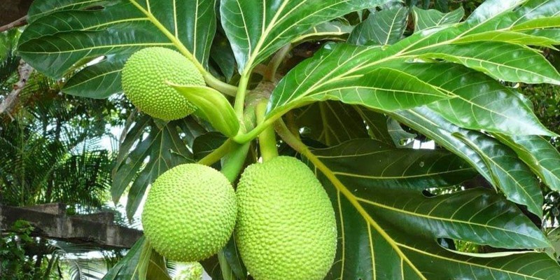 fornecedores/2019/06/fruta-pao.jpg