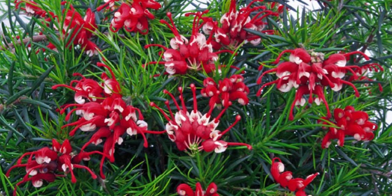 fornecedores/2019/06/grevilea-ana.jpg