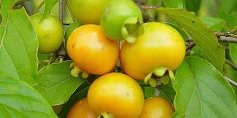 fornecedores/2019/06/grumixama-amarelo.jpg
