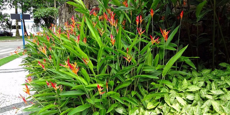 fornecedores/2019/06/heliconia.jpg