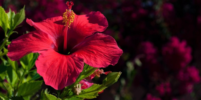 fornecedores/2019/06/hibisco.jpg