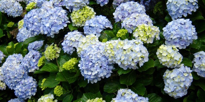 fornecedores/2019/06/hortensia.jpg