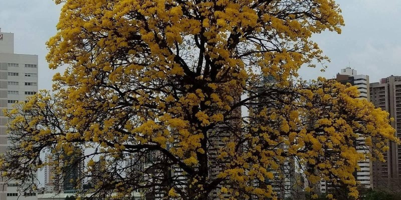 fornecedores/2019/06/ipe-amarelo.jpg