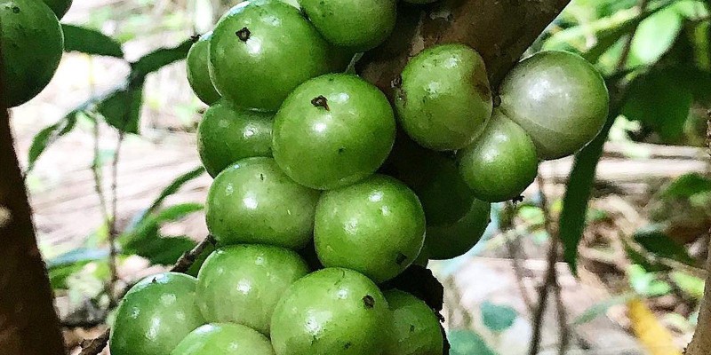 fornecedores/2019/06/jabuticaba-branca.jpg