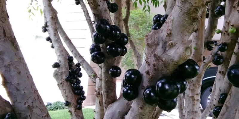 fornecedores/2019/06/jabuticaba-paulista.jpg