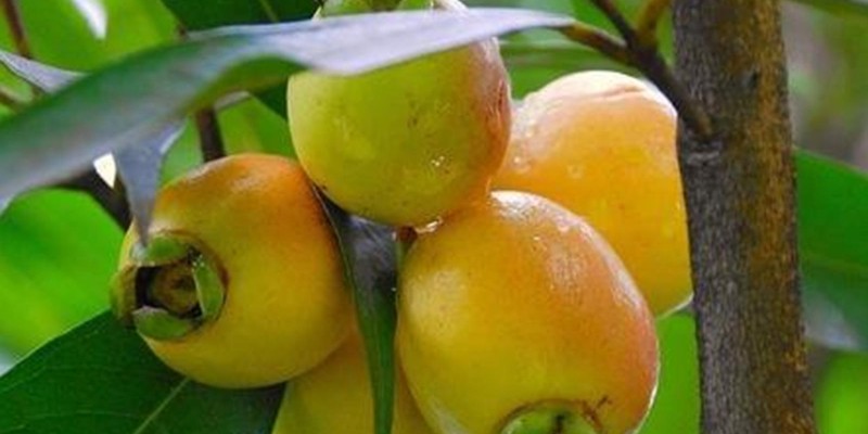 fornecedores/2019/06/jambo-amarelo.jpg
