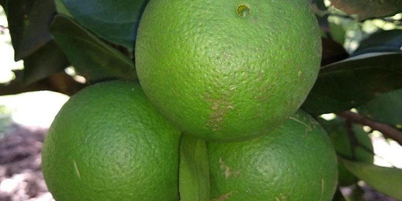 fornecedores/2019/06/laranja-baiana-de-umbigo.jpg