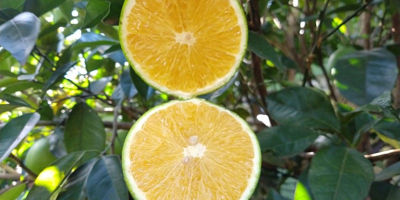 fornecedores/2019/06/laranja-pera-rio.jpg