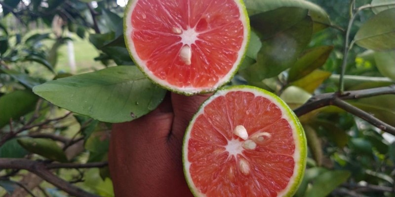 fornecedores/2019/06/laranja-sanguinea.jpg