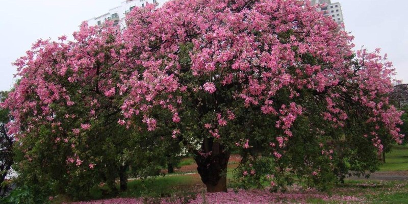 fornecedores/2019/06/paineira-rosa.jpg