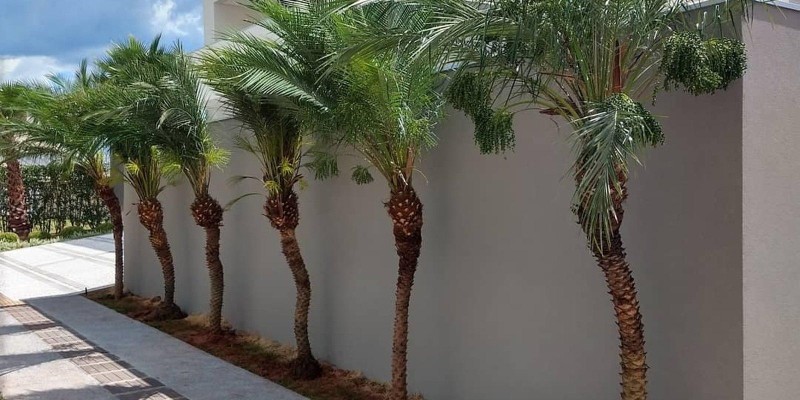 fornecedores/2019/06/palmeira-fenix.jpg