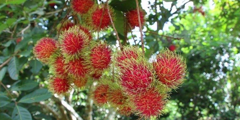 fornecedores/2019/06/rambutan.jpg