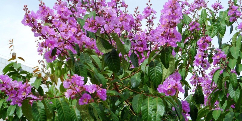 fornecedores/2019/06/reseda-roxo.jpg