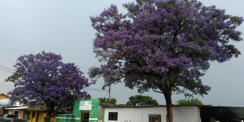 fornecedores/2019/07/jacaranda-mimoso.jpg