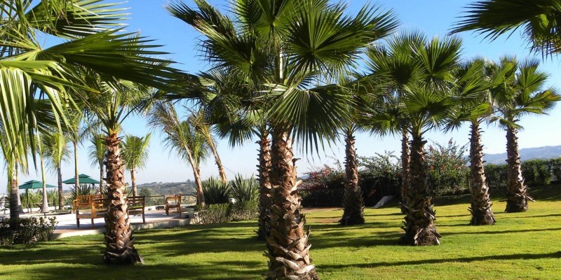 fornecedores/2019/07/palmeira-washingtonia.jpg