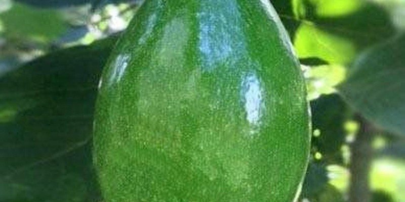 fornecedores/2019/08/abacate-geada.jpg
