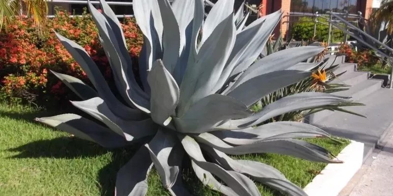 fornecedores/2019/08/agave-azul.jpg