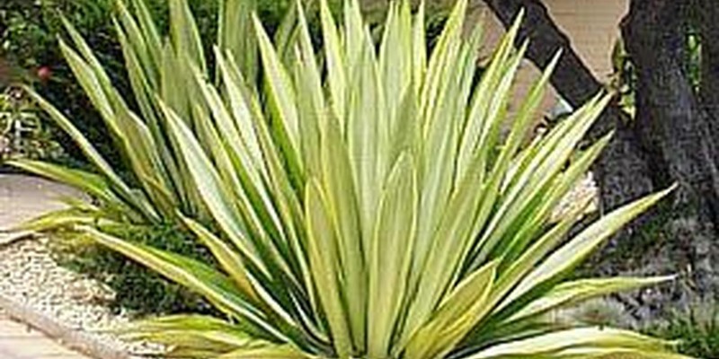 fornecedores/2019/08/agavea-furcraea.jpg