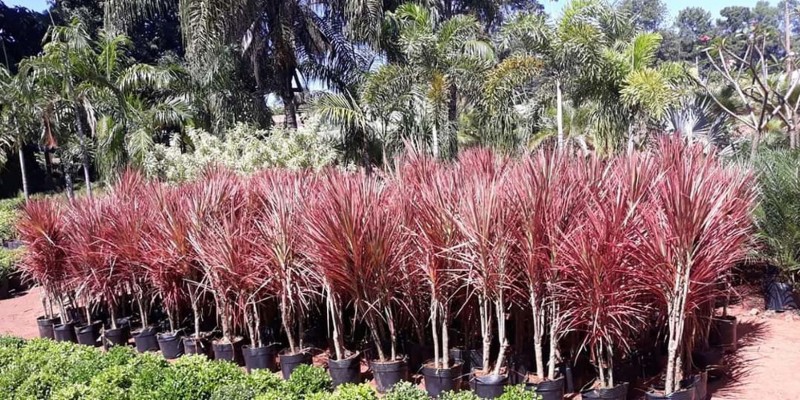 fornecedores/2019/08/dracena-tricolor.jpg