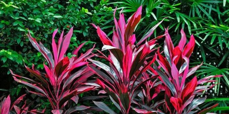 fornecedores/2019/08/dracena-vermelha-easy-resize-com.jpg