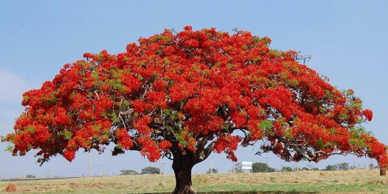 fornecedores/2019/08/flamboyant-vermelho-easy-resize-com.jpg