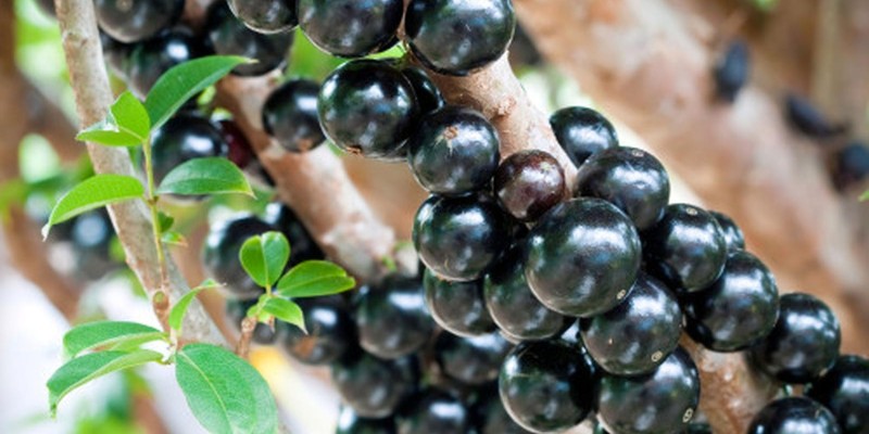 fornecedores/2019/08/jabuticaba-hibrida.jpg