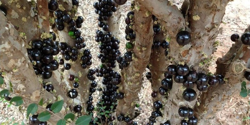 fornecedores/2019/08/jabuticaba-sabara.jpg