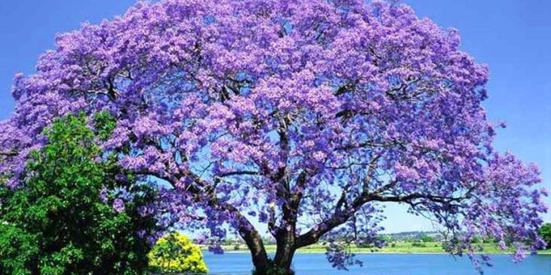 fornecedores/2019/08/jacaranda-mimoso-709.jpg