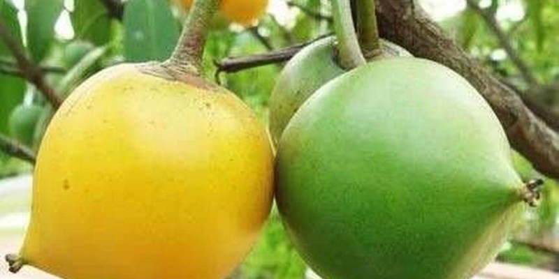 fornecedores/2019/08/mangostao.jpg