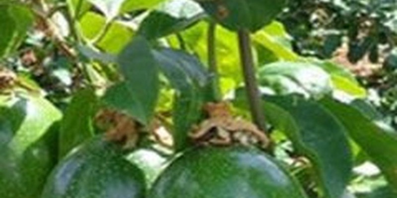 fornecedores/2019/08/maracuja-azedo.jpg