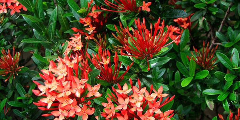 fornecedores/2019/08/mini-ixora.jpg