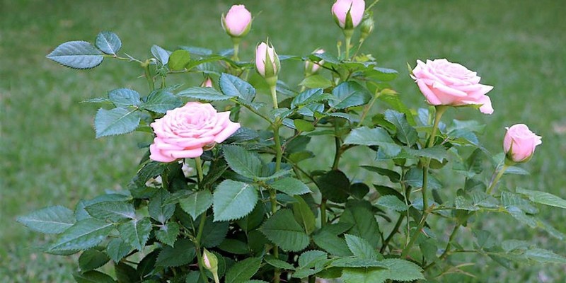 fornecedores/2019/08/mini-rosa.jpg