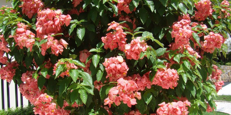fornecedores/2019/08/mussaenda-rosa.jpg