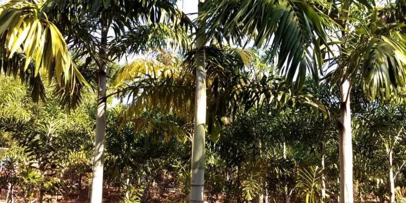 fornecedores/2019/08/palmeira-carpentaria-easy-resize-com.jpg